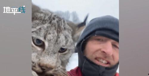 山猫爆料视频完整版,完整版内容深度解析